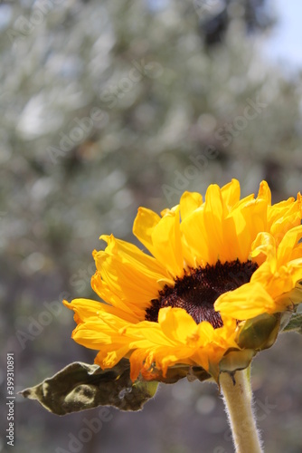 girasole