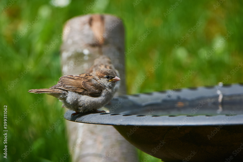 Naklejka premium Junger Haussperling an einer Vogeltränke