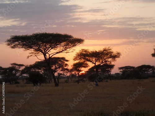 Safari Afrika - Löwe / Zebra / Leopard / Straus / Knu © Tom