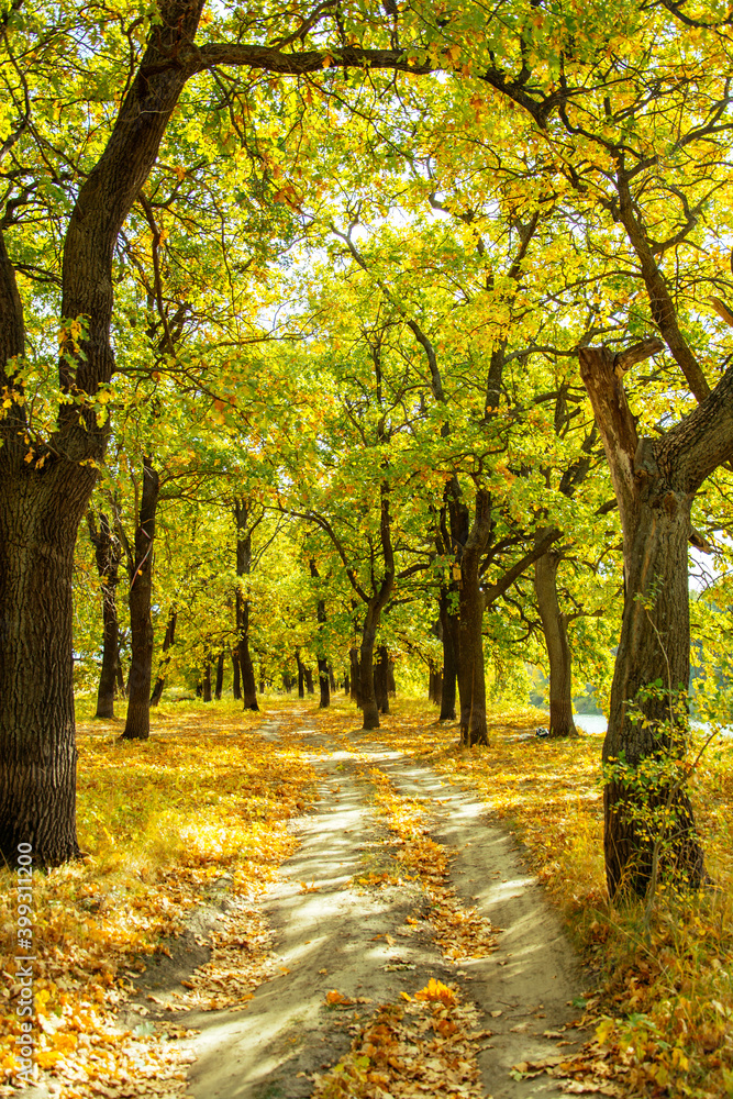 Fototapeta premium forest, river, summer, nature, Russia, the world, recreation, oaks