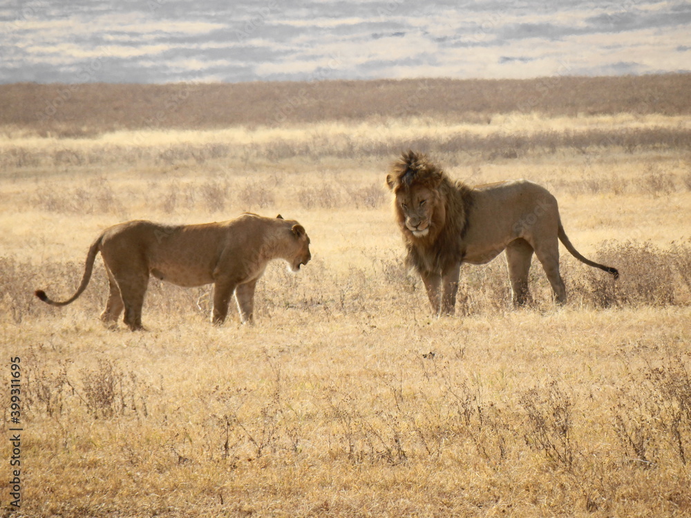 Safari Afrika - Löwe Zebra Straus & Co Safari Afrika - Löwe Zebra Straus & Co