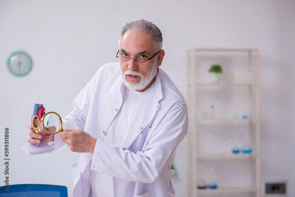 Old male cardiologist explaining human heart structure Old male cardiologist explaining human heart structure