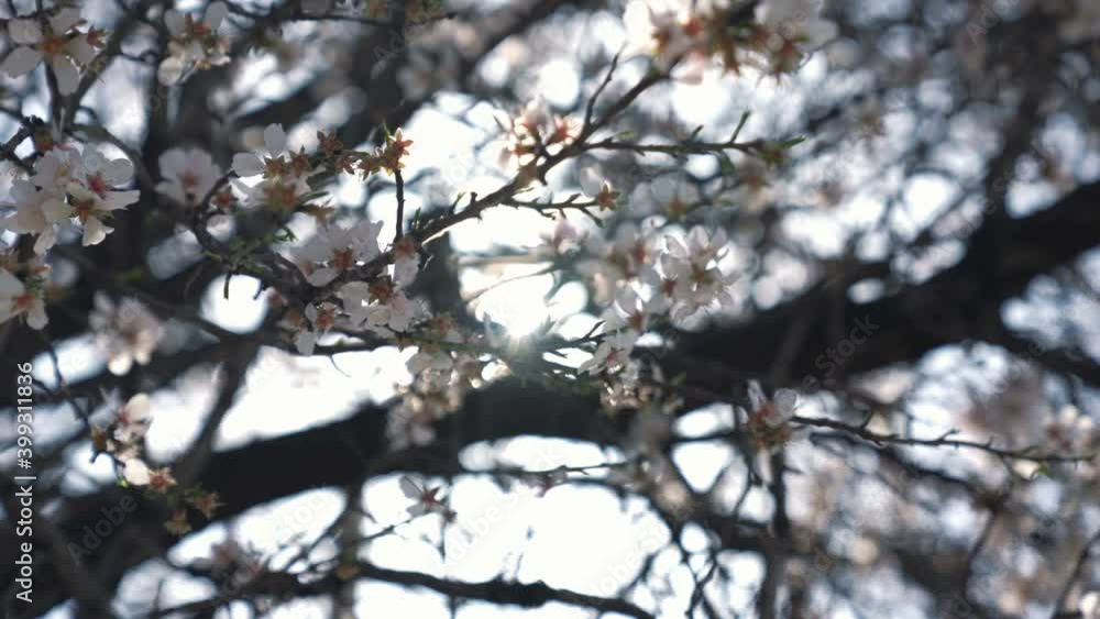 White cherry blossoms swaying in the spring breeze. Natural background. White cherry blossoms swaying in the spring breeze. Natural background.