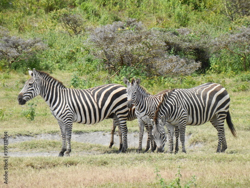 Safari Afrika - L  we Zebra Straus   Co