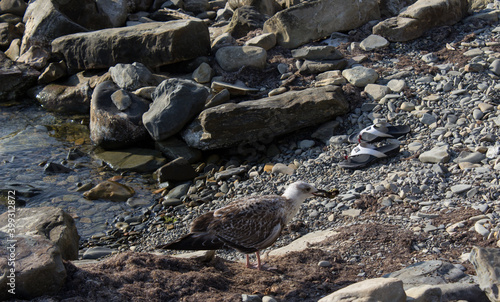 A gull carries a stone in its beak