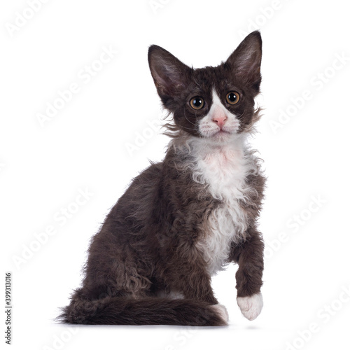 Konstfotografi Adorable chocolate with white LaPerm cat kitten, sitting up side ways with paw playful in air
