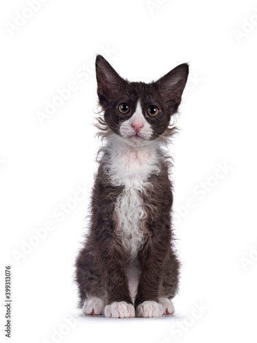 Konstfotografi Adorable chocolate with white LaPerm cat kitten, sitting up facing front
