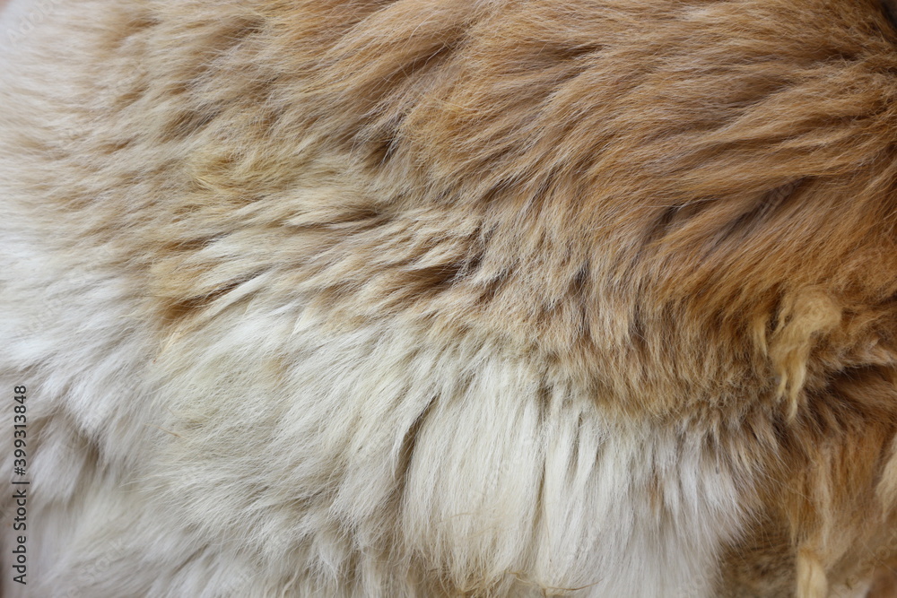 Brown fur of a close up dog