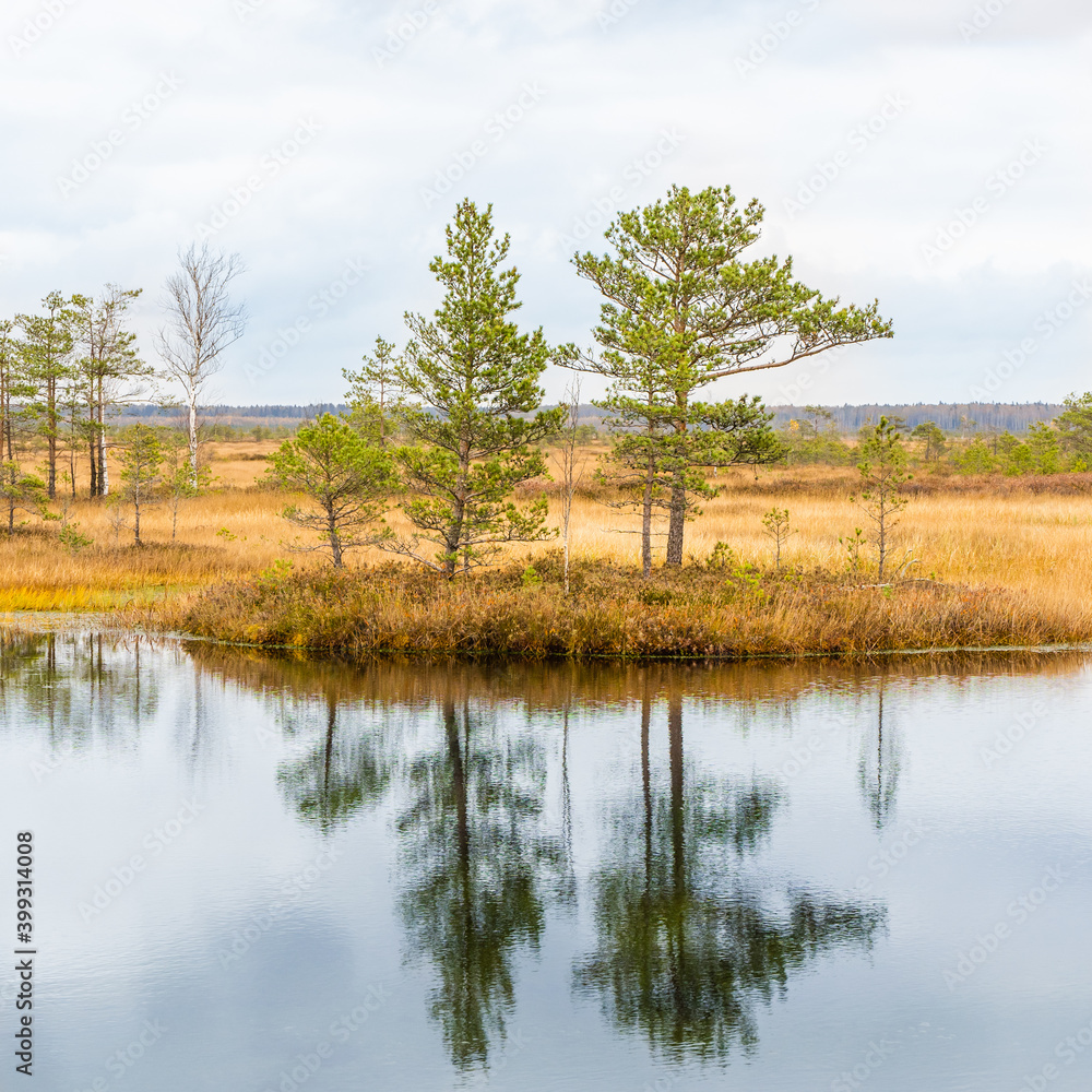 Small Wild Swamp Lake. Landscape Stock Photo Small Wild Swamp Lake. Landscape Stock Photo