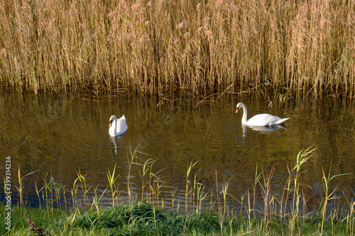 Two white swans swim in the water with reeds on the side