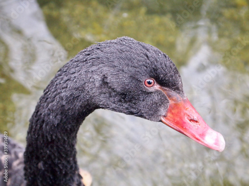 black swan portrait