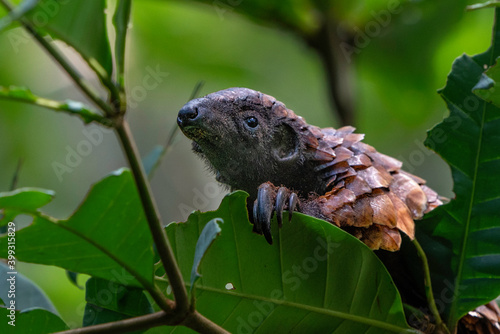 Black-bellied Pangolin, Central African Republic