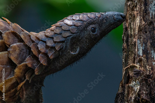 Black-bellied Pangolin, Central African Republic