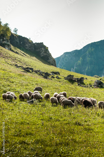 sheep graze at the foot of the mountains in summer