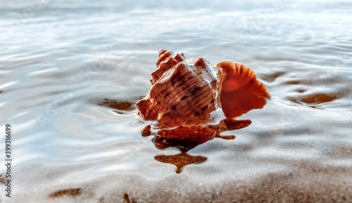 Closeup sand with sea shells. Conch shells at the beach, selective focus. Coast background