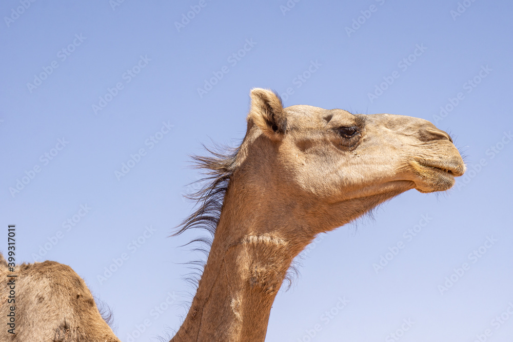 Obraz premium Close-up portrait of a one-humped camel (Camelus dromedarius), Chad, Africa