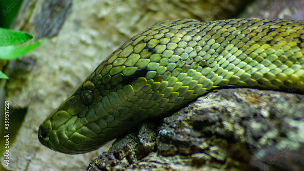 Dangerous Looking Green Snake Dangerous Looking Green Snake