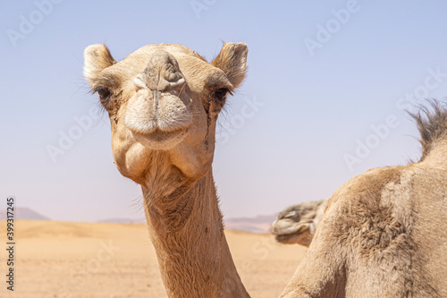 Close-up portrait of a one-humped camel (Camelus dromedarius), Chad, Africa © Torsten Pursche