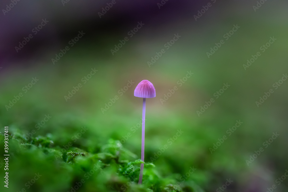 Close up image of a mushroom on the tree during fall season. Taken in Squamish, British Columbia, Canada. Close up image of a mushroom on the tree during fall season. Taken in Squamish, British Columbia, Canada.