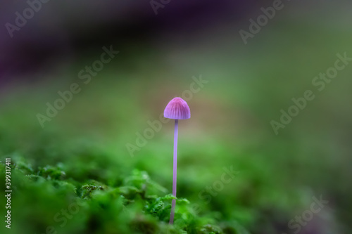 Close up image of a mushroom on the tree during fall season. Taken in Squamish, British Columbia, Canada.
