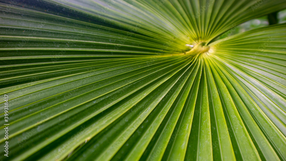 Leaf Folds Leaf Folds
