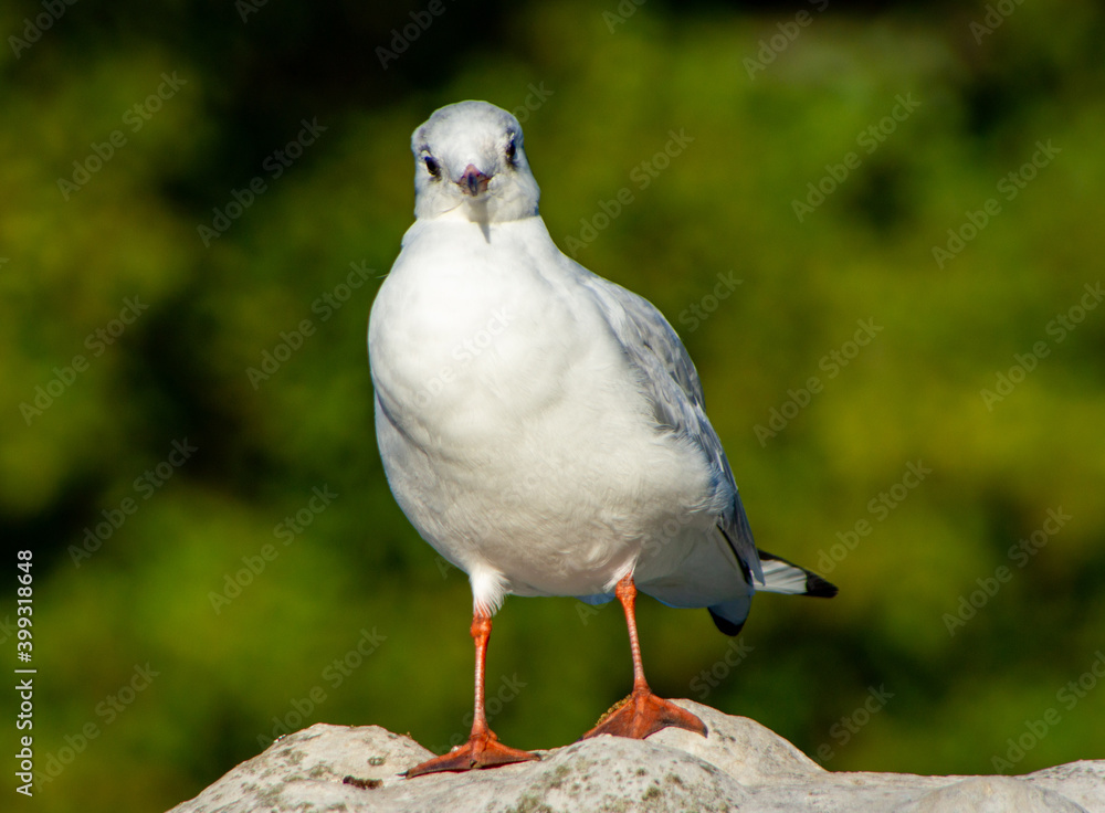 Obraz premium Looking Seagull