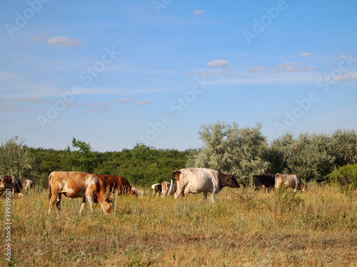 herd of cows © Ангелина Конюхова