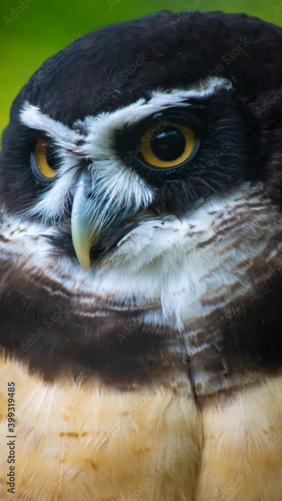 Obraz premium Owl Close Up