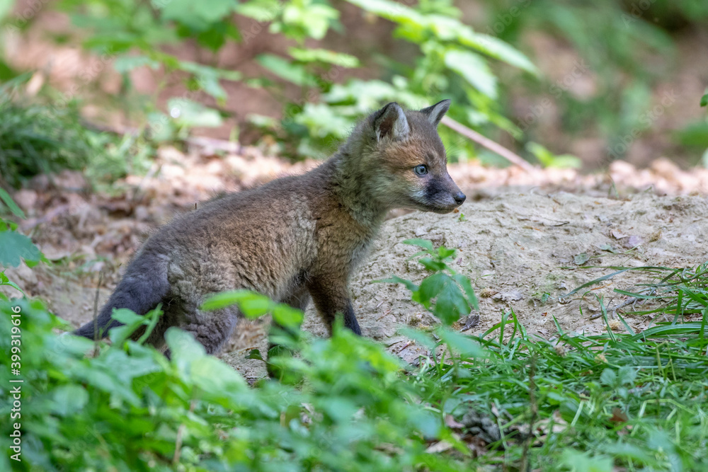Naklejka premium Rotfuchs (Vulpes vulpes) Junger