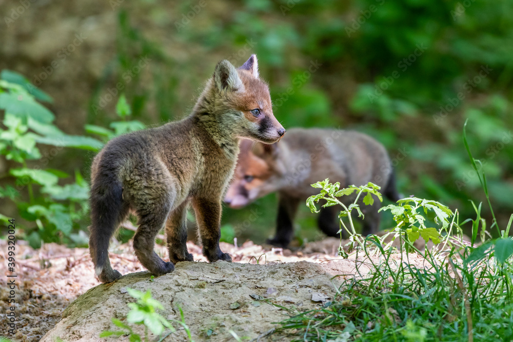 Fototapeta premium Rotfuchs (Vulpes vulpes), Jungfüchse