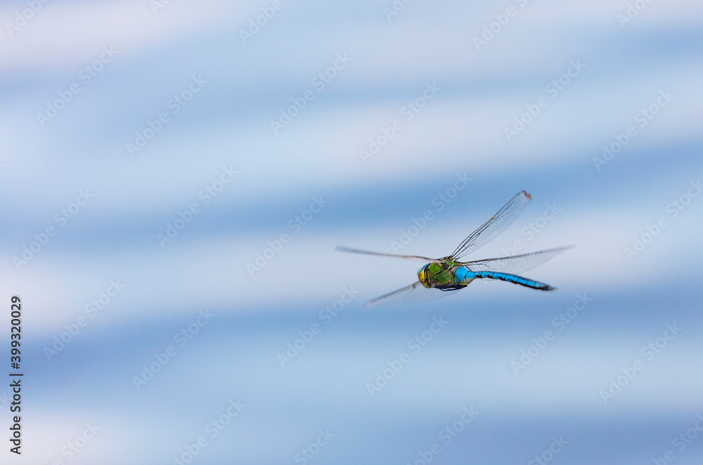 Emperor dragonfly or blue emperor (Anax imperator) Emperor dragonfly or blue emperor (Anax imperator)