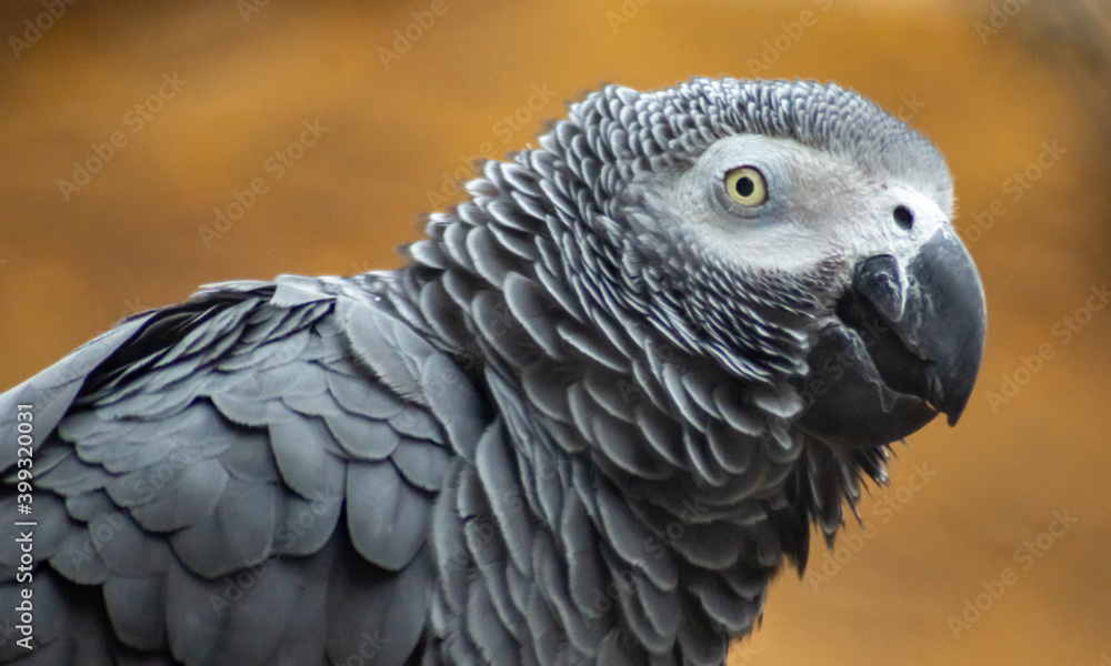 Smiling Grey Parrot Smiling Grey Parrot