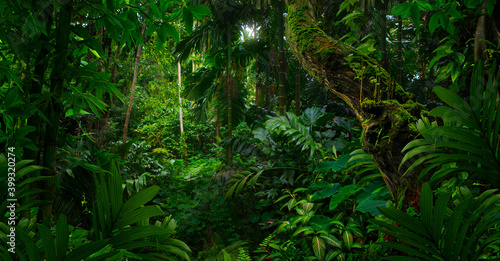 Fototapeta Naklejka Na Ścianę i Meble -  Tropical jungles of Southeast Asia in august