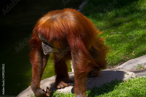 orangutan in the zoo