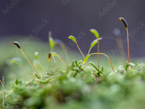 Close-up of red-stemmed feathermoss and stems' capsules. Pleurozium schreberi also known as Schreber's big red stem moss. Selective focus with blurred background. Shallow depth of field. © Piotr