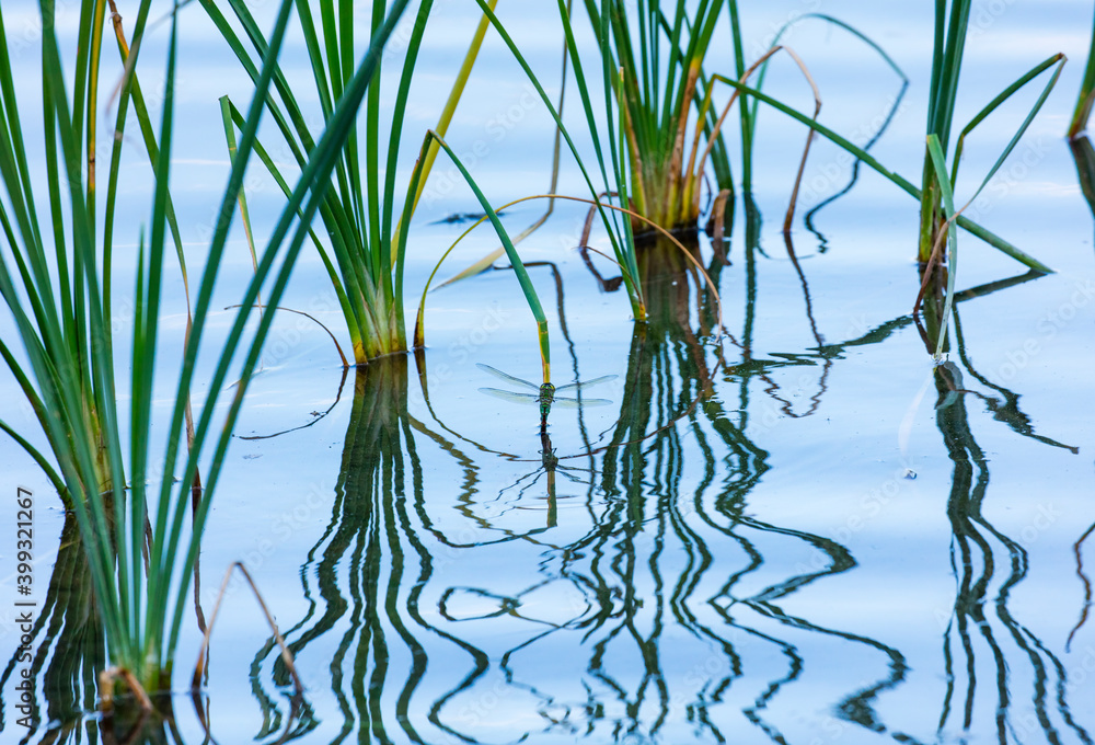 Obraz premium Emperor dragonfly or blue emperor (Anax imperator)