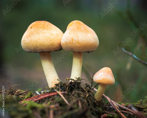 Close-up of three small wild mushrooms in rusty-orange colors. Hypholoma capnoides. Selective focus, shallow depth of field.