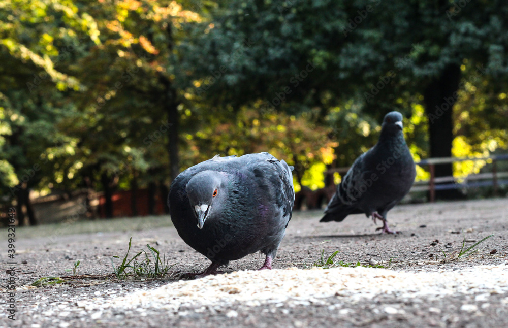 Obraz premium Pigeons on the street eat oatmeal porridge. Birds in autumn.