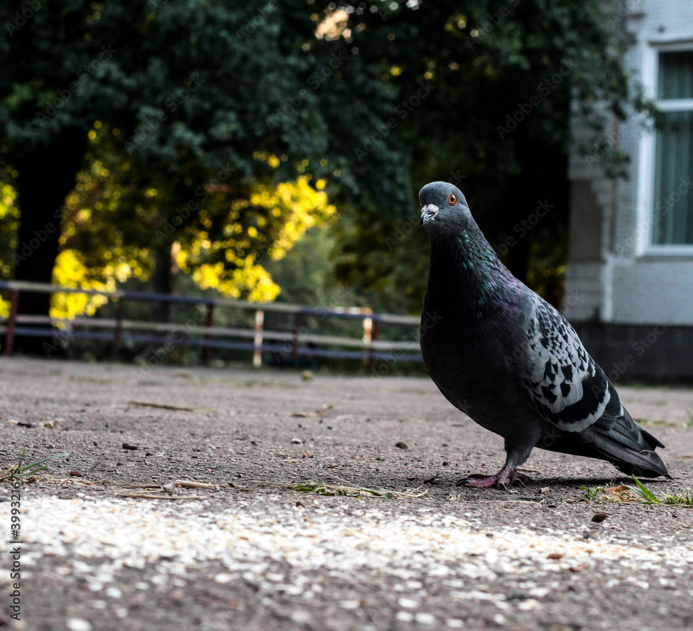 Obraz premium Pigeons on the street eat oatmeal porridge. Birds in autumn.