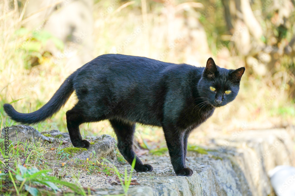 カメラを見つめる黒猫 カメラを見つめる黒猫