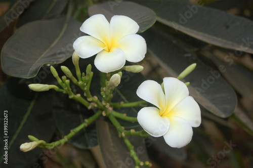 Champa flower very beautiful in the garden