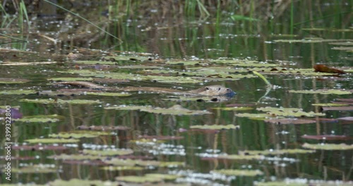 The Eurasian otter (Lutra lutra) is swimming on the backwater of the Drava River photo