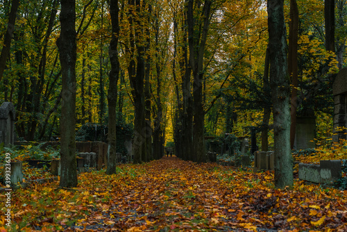 An avenue in a cemetery in autumn, autumn cemetery with many yellow leaves, Jewish cemetery in Berlin