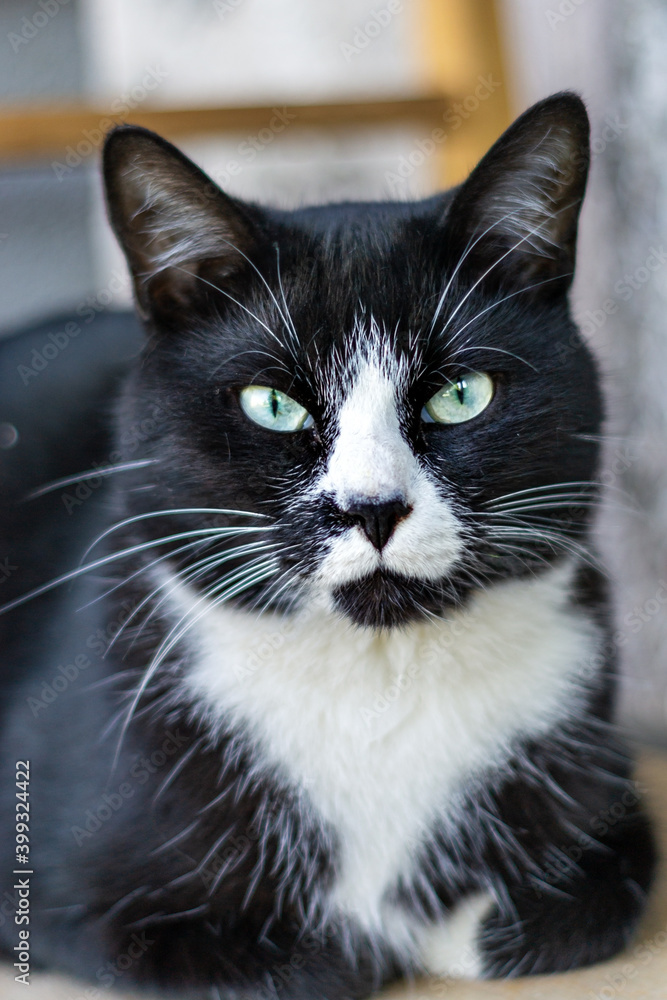 portrait of a street black white cat
