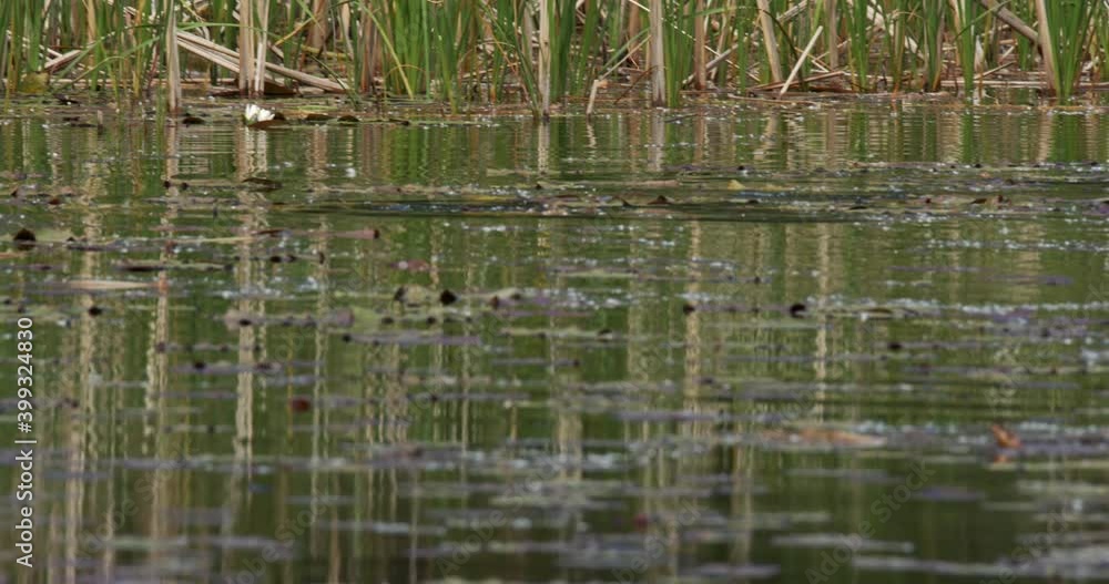 The Eurasian otter (Lutra lutra) is swimming on the backwater of the Drava River The Eurasian otter (Lutra lutra) is swimming on the backwater of the Drava River