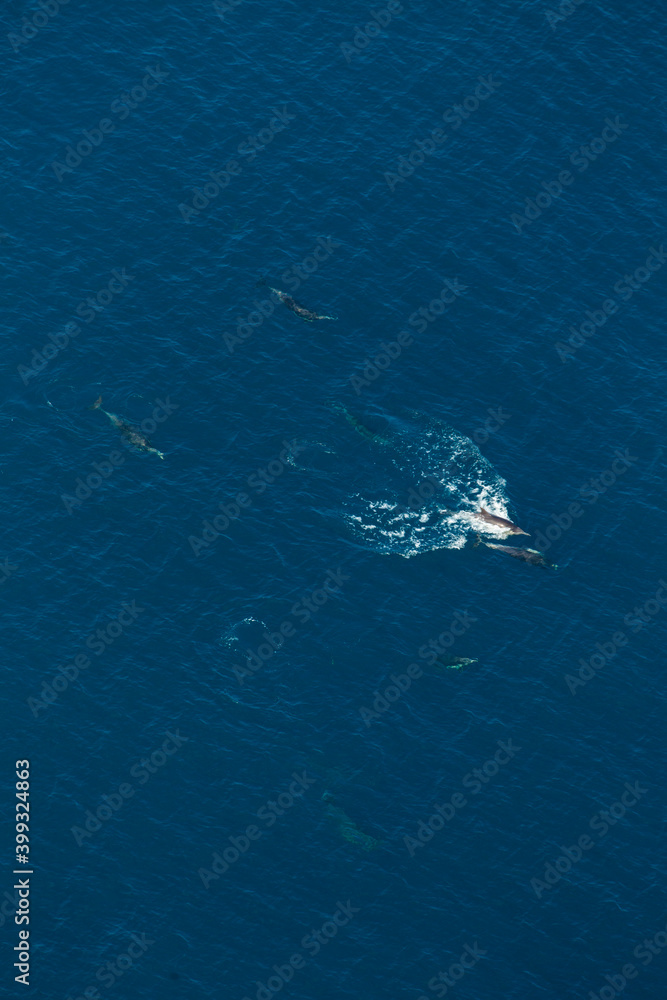 Short-beaked common dolphin (Delphinus delphis), Channel Islands National Park, California, Usa, America Short-beaked common dolphin (Delphinus delphis), Channel Islands National Park, California, Usa, America