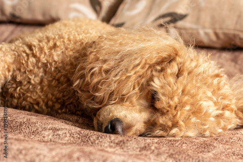 A furry fluffy poodle sleeps on a bed on a pillow. © Сергей Рамильцев