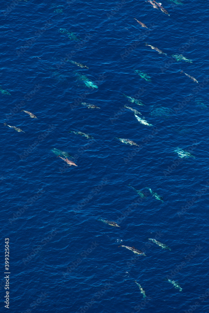 Naklejka premium Short-beaked common dolphin (Delphinus delphis), Channel Islands National Park, California, Usa, America
