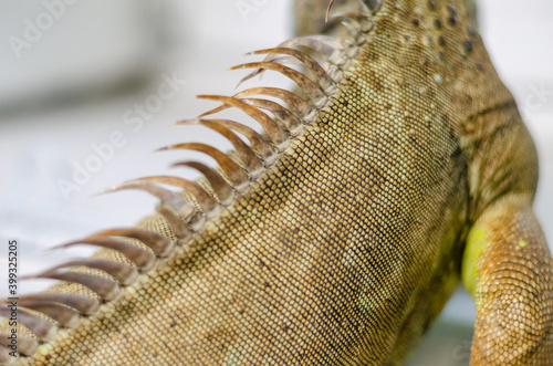 closeup view of the green iguana