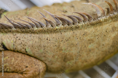 closeup view of the green iguana